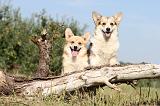 CORGI PEMBROKE 160